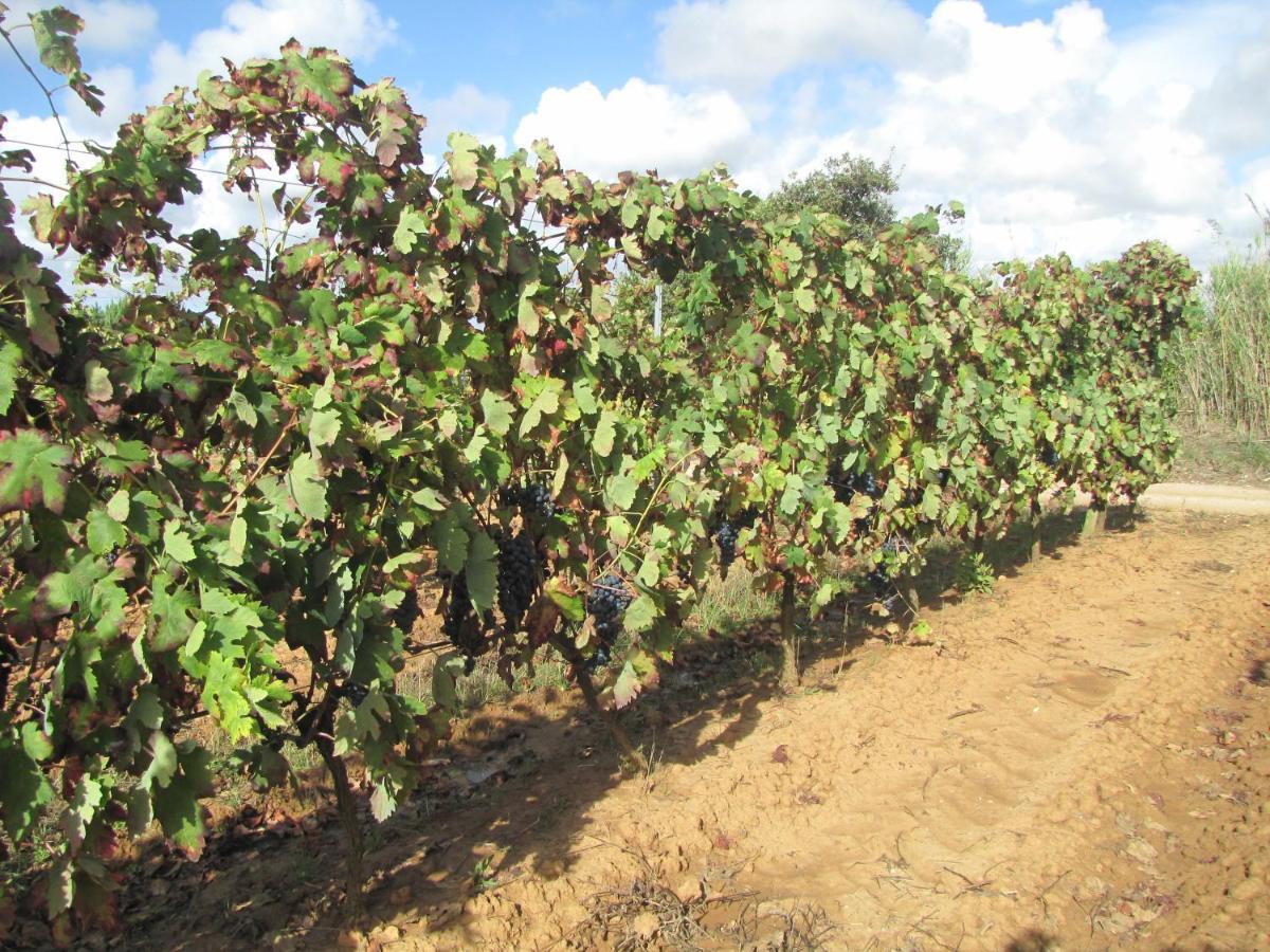 Entre Vinhas & Mar Villa Obidos Ngoại thất bức ảnh