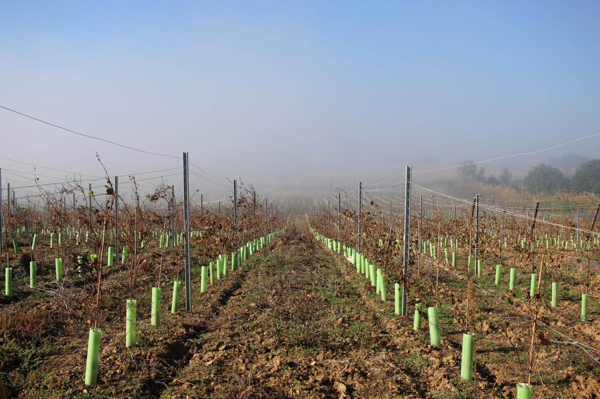 Entre Vinhas & Mar Villa Obidos Ngoại thất bức ảnh