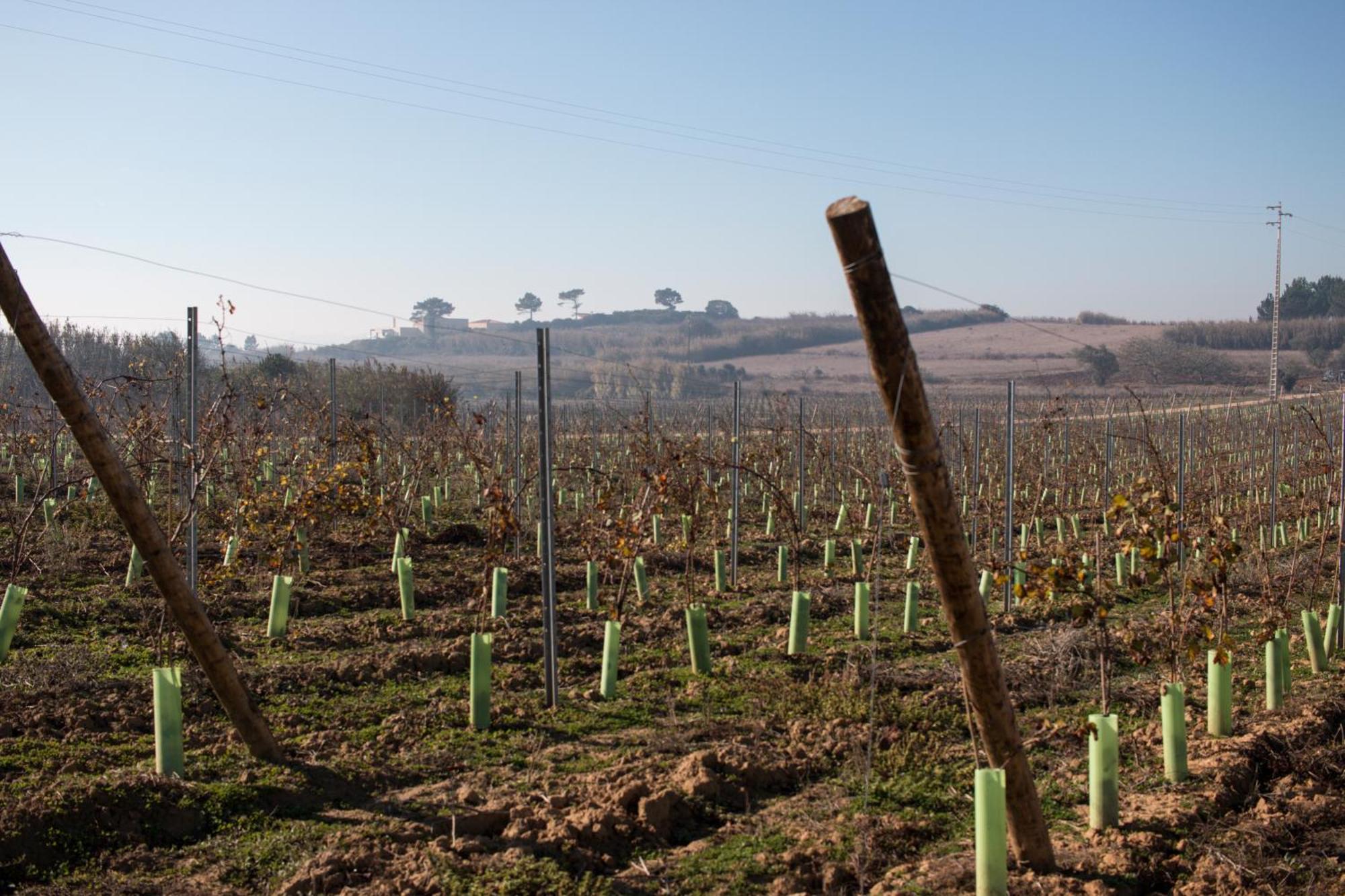 Entre Vinhas & Mar Villa Obidos Ngoại thất bức ảnh