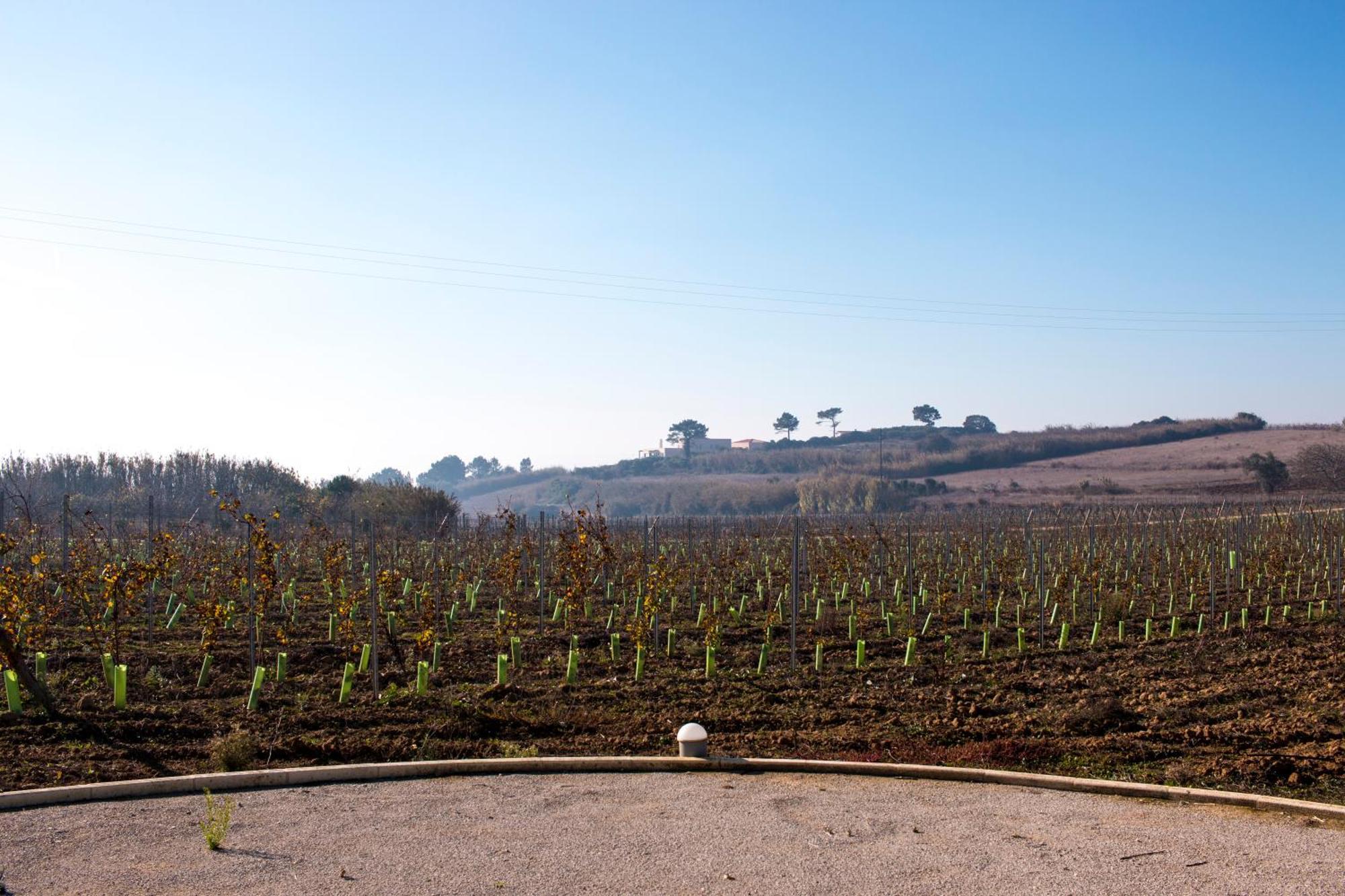Entre Vinhas & Mar Villa Obidos Ngoại thất bức ảnh